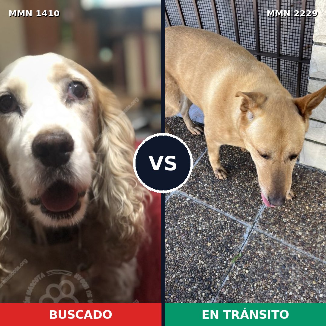 Comparativa MMS 66853: mascota perdida y mascota encontrada, 30% de similitud