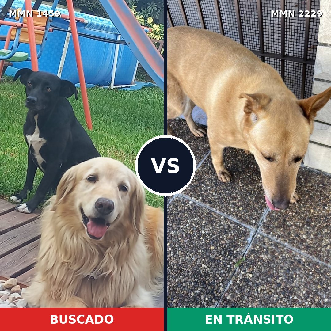 Comparativa MMS 66855: mascota perdida y mascota encontrada, 46% de similitud