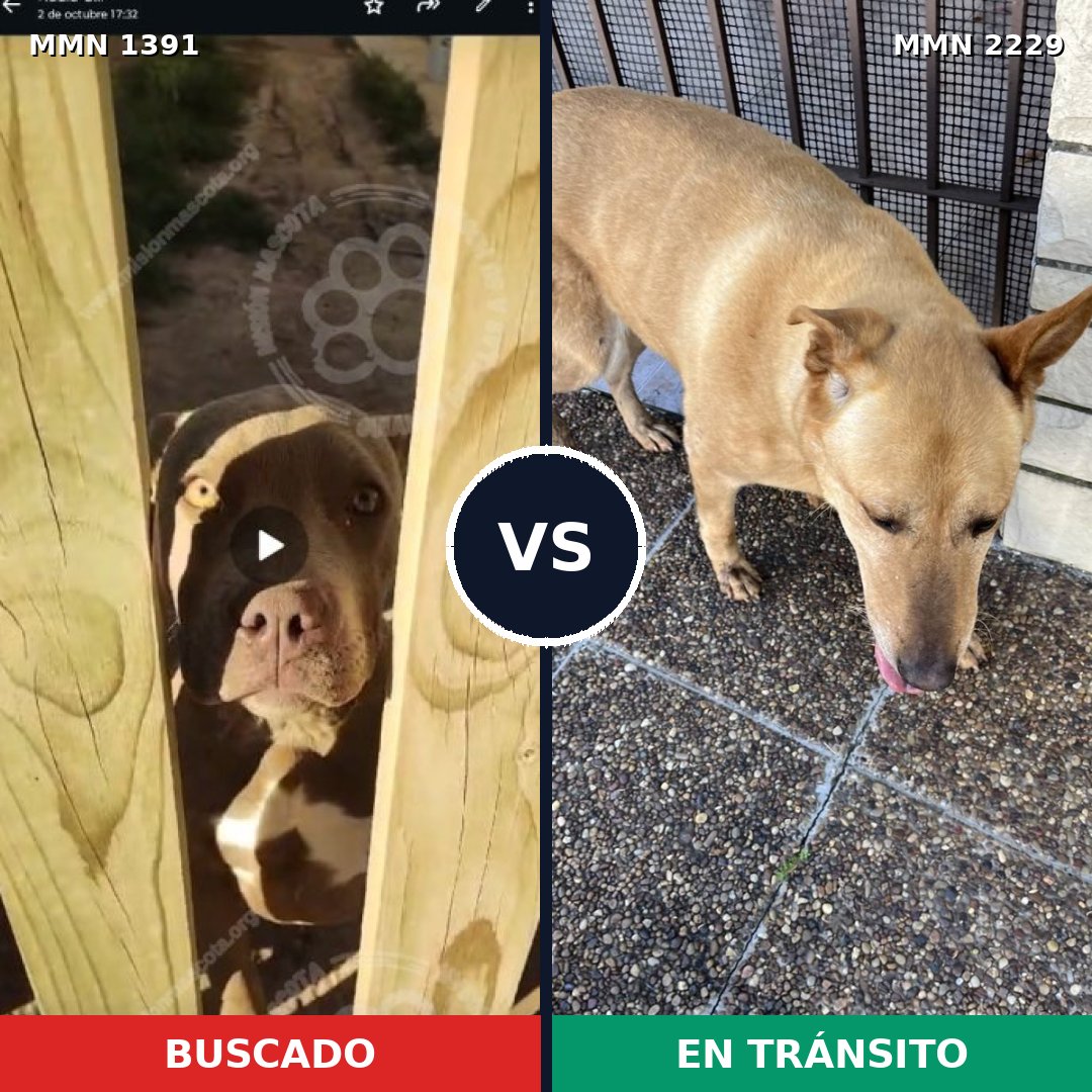 Comparativa MMS 66856: mascota perdida y mascota encontrada, 30% de similitud