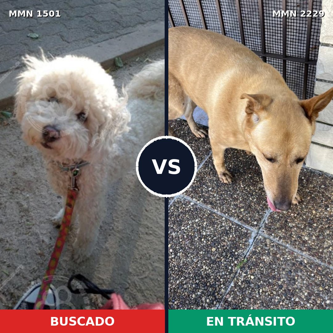 Comparativa MMS 66859: mascota perdida y mascota encontrada, 23% de similitud