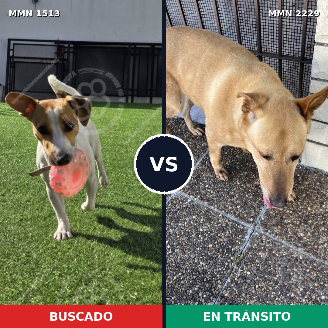 Comparativa MMS 66860: mascota perdida y mascota encontrada, 32% de similitud