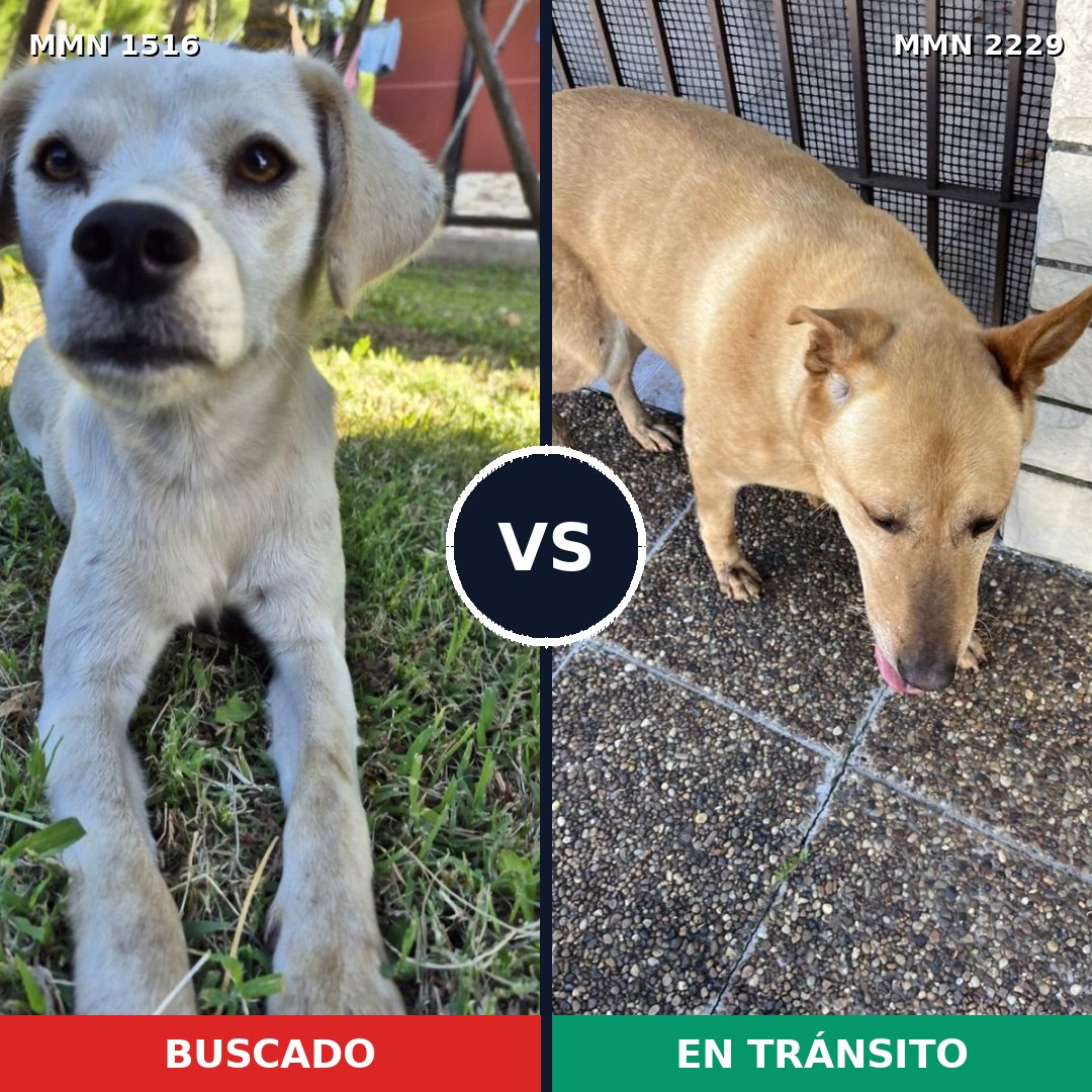 Comparativa MMS 66861: mascota perdida y mascota encontrada, 49% de similitud
