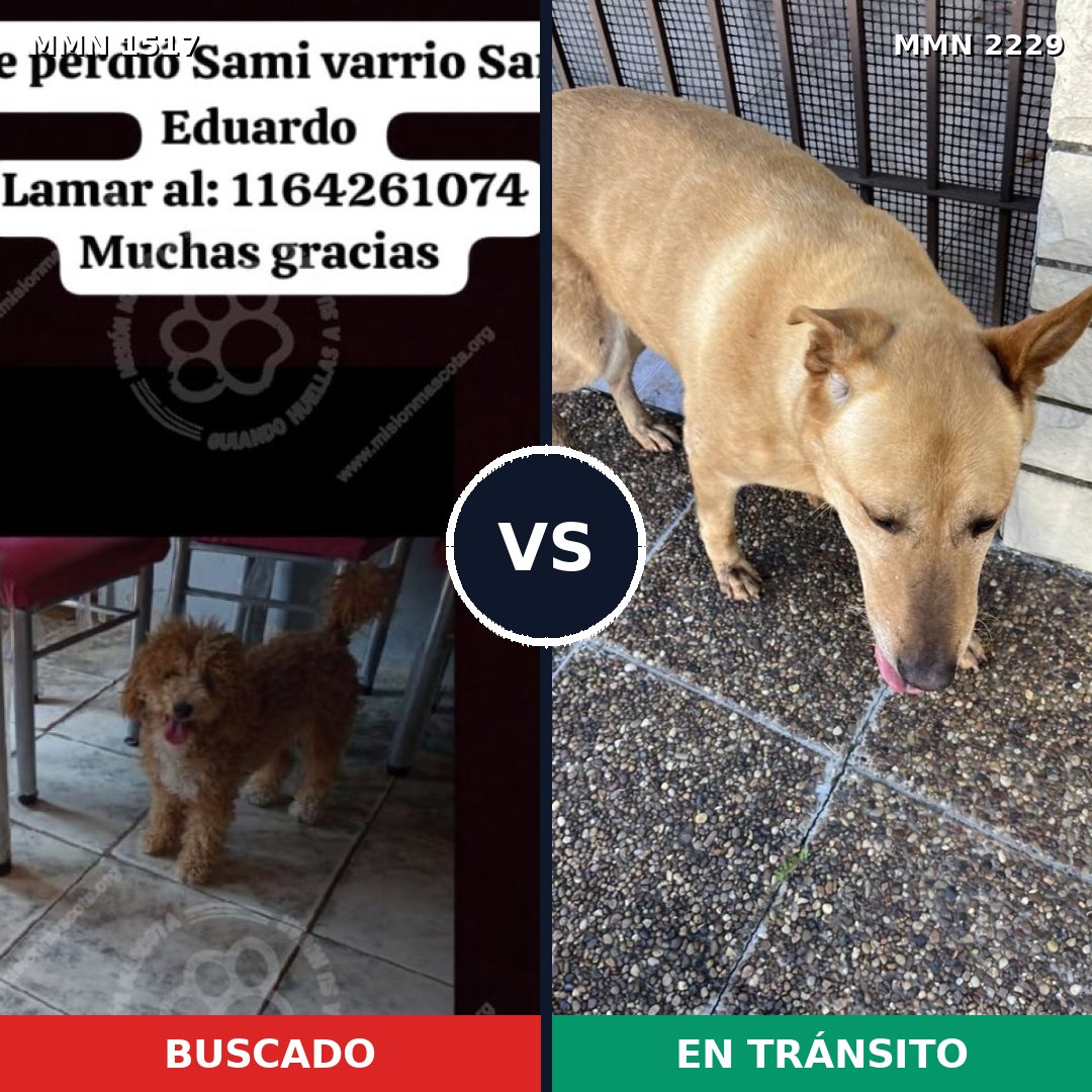 Comparativa MMS 66862: mascota perdida y mascota encontrada, 32% de similitud