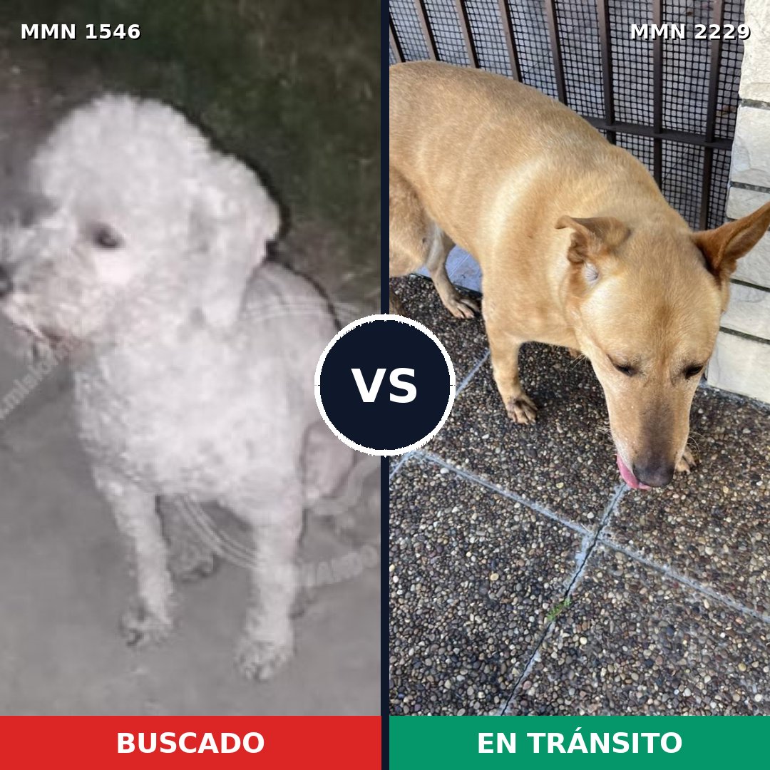 Comparativa MMS 66863: mascota perdida y mascota encontrada, 35% de similitud