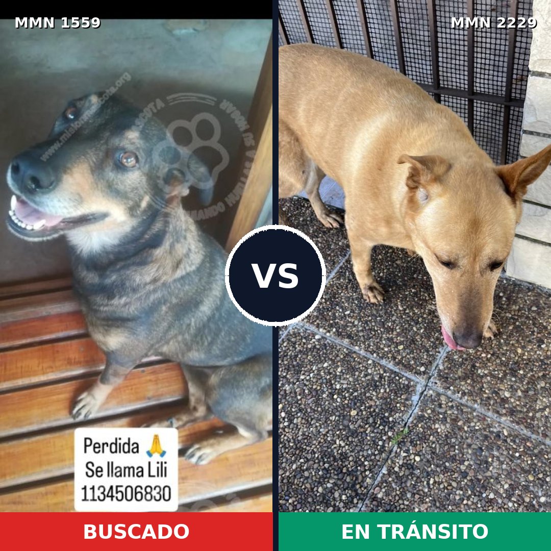 Comparativa MMS 66864: mascota perdida y mascota encontrada, 60% de similitud