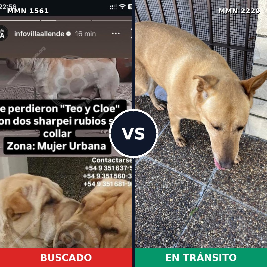 Comparativa MMS 66865: mascota perdida y mascota encontrada, 28% de similitud