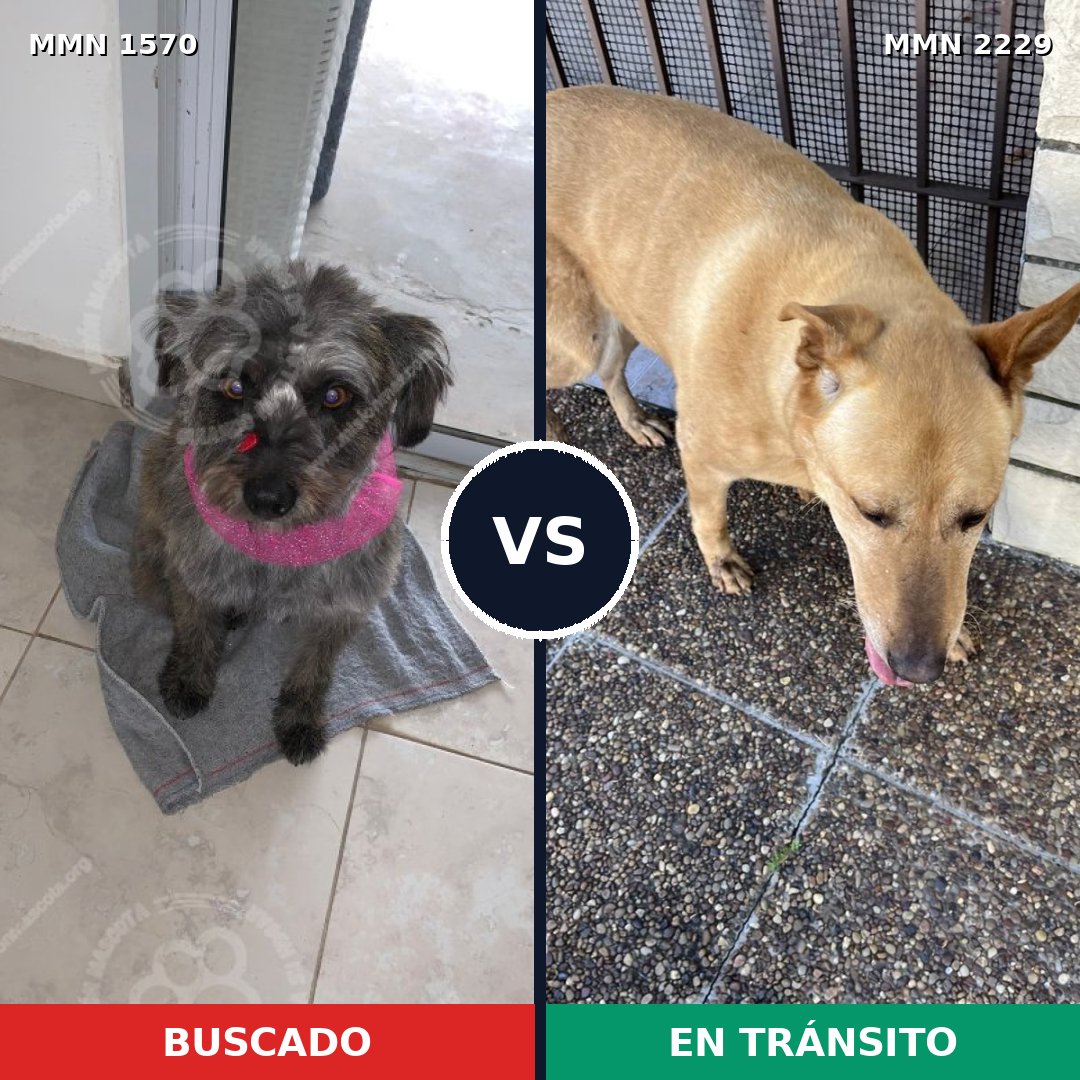 Comparativa MMS 66866: mascota perdida y mascota encontrada, 49% de similitud