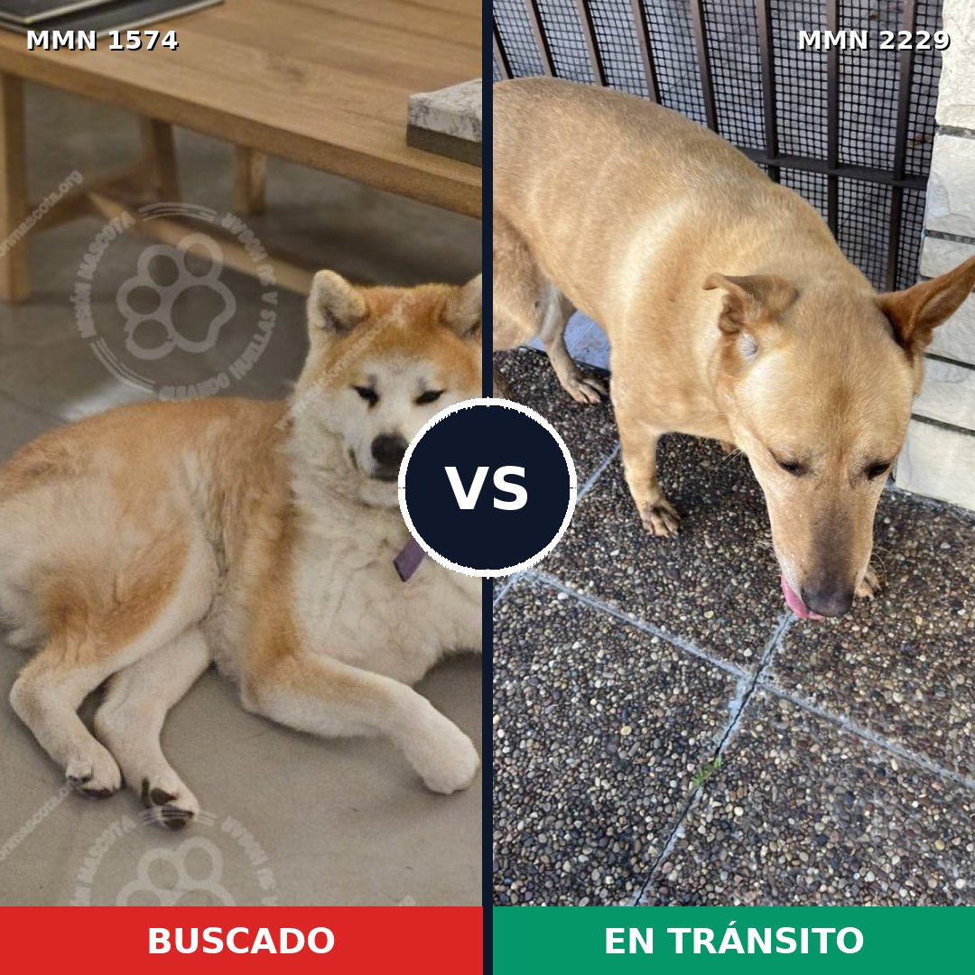 Comparativa MMS 66867: mascota perdida y mascota encontrada, 45% de similitud
