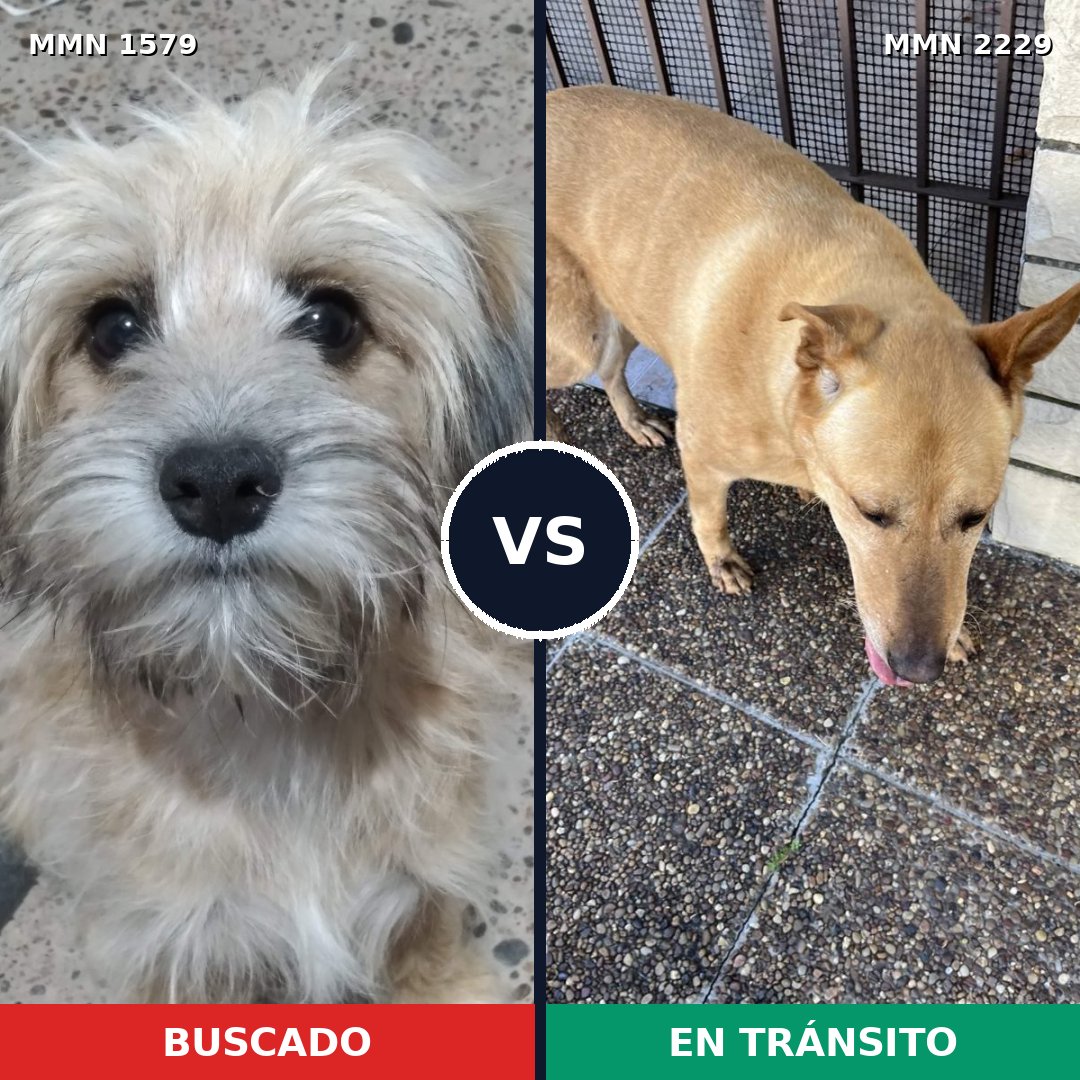 Comparativa MMS 66868: mascota perdida y mascota encontrada, 42% de similitud