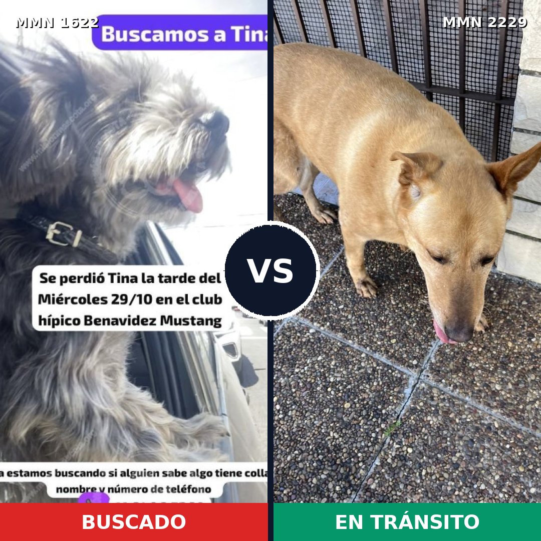 Comparativa MMS 66869: mascota perdida y mascota encontrada, 43% de similitud