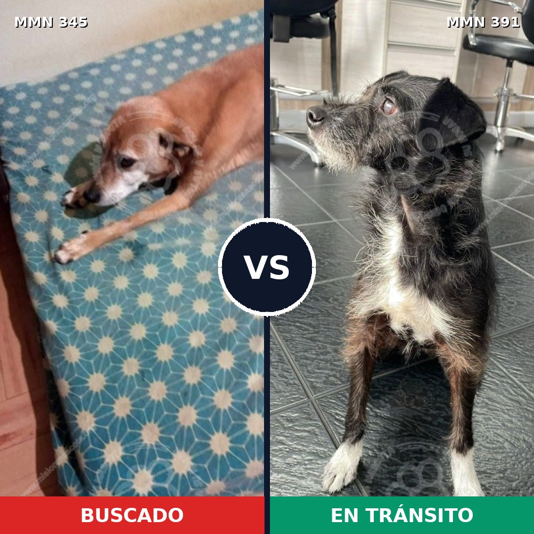 Comparativa MMS 6687: mascota perdida y mascota encontrada, 57% de similitud