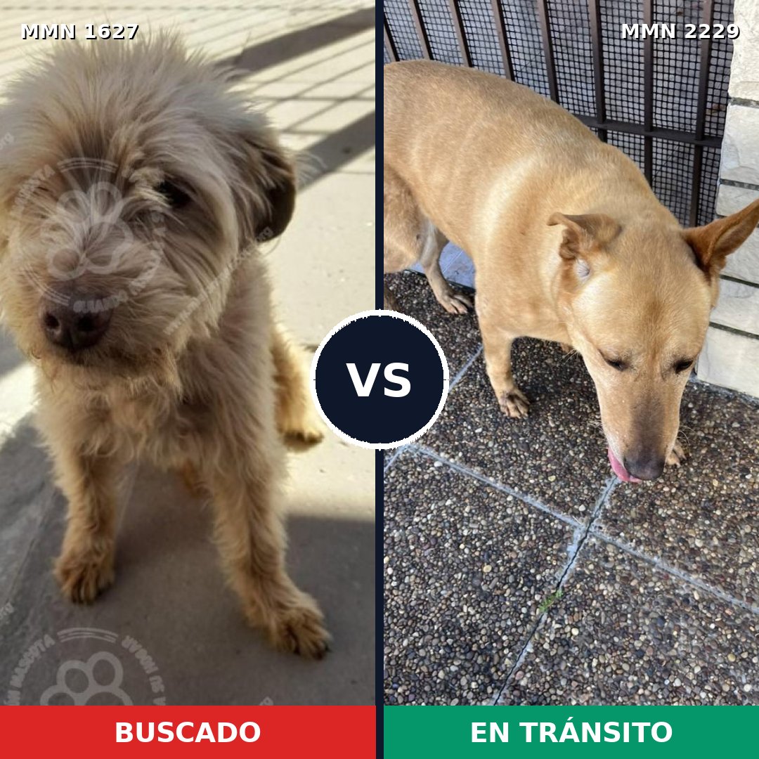 Comparativa MMS 66870: mascota perdida y mascota encontrada, 48% de similitud