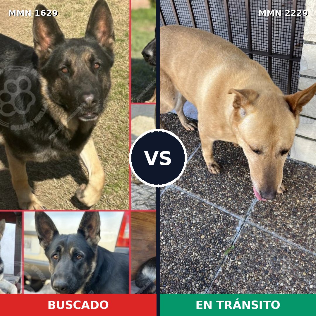 Comparativa MMS 66871: mascota perdida y mascota encontrada, 48% de similitud