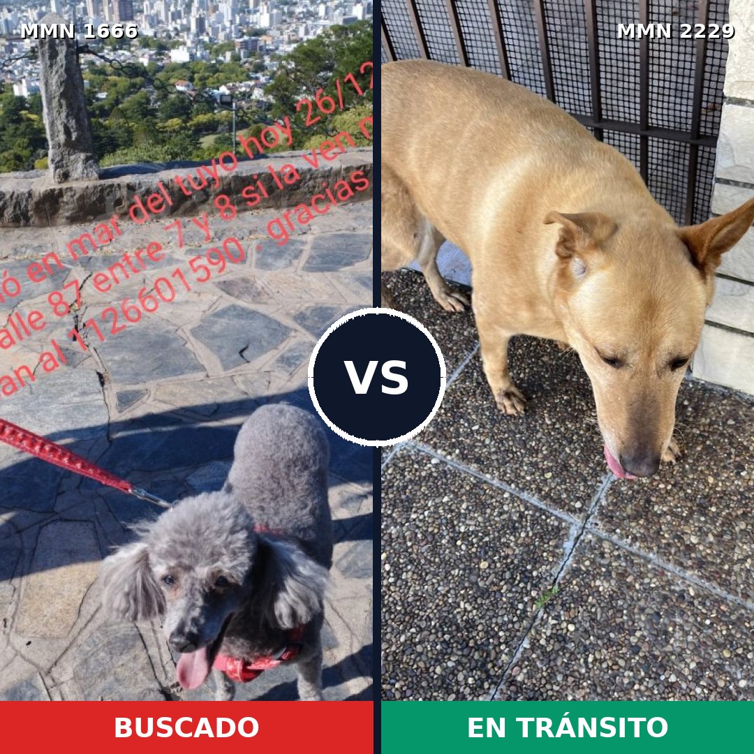 Comparativa MMS 66873: mascota perdida y mascota encontrada, 26% de similitud
