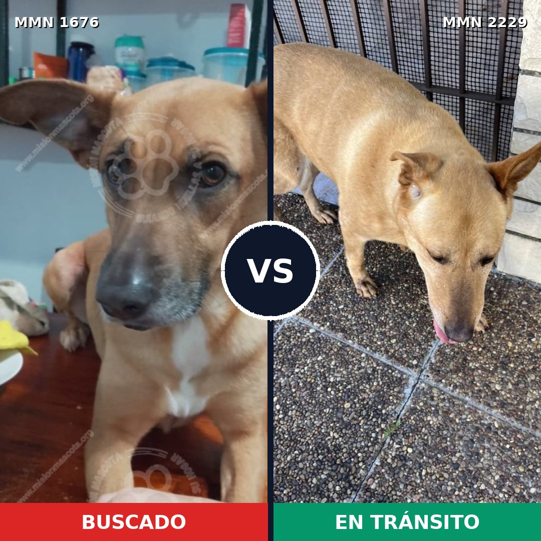 Comparativa MMS 66874: mascota perdida y mascota encontrada, 60% de similitud