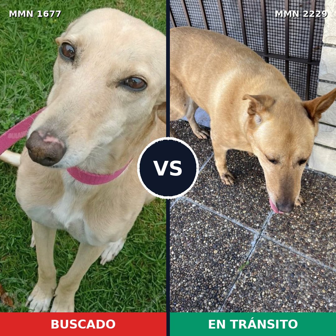 Comparativa MMS 66875: mascota perdida y mascota encontrada, 41% de similitud