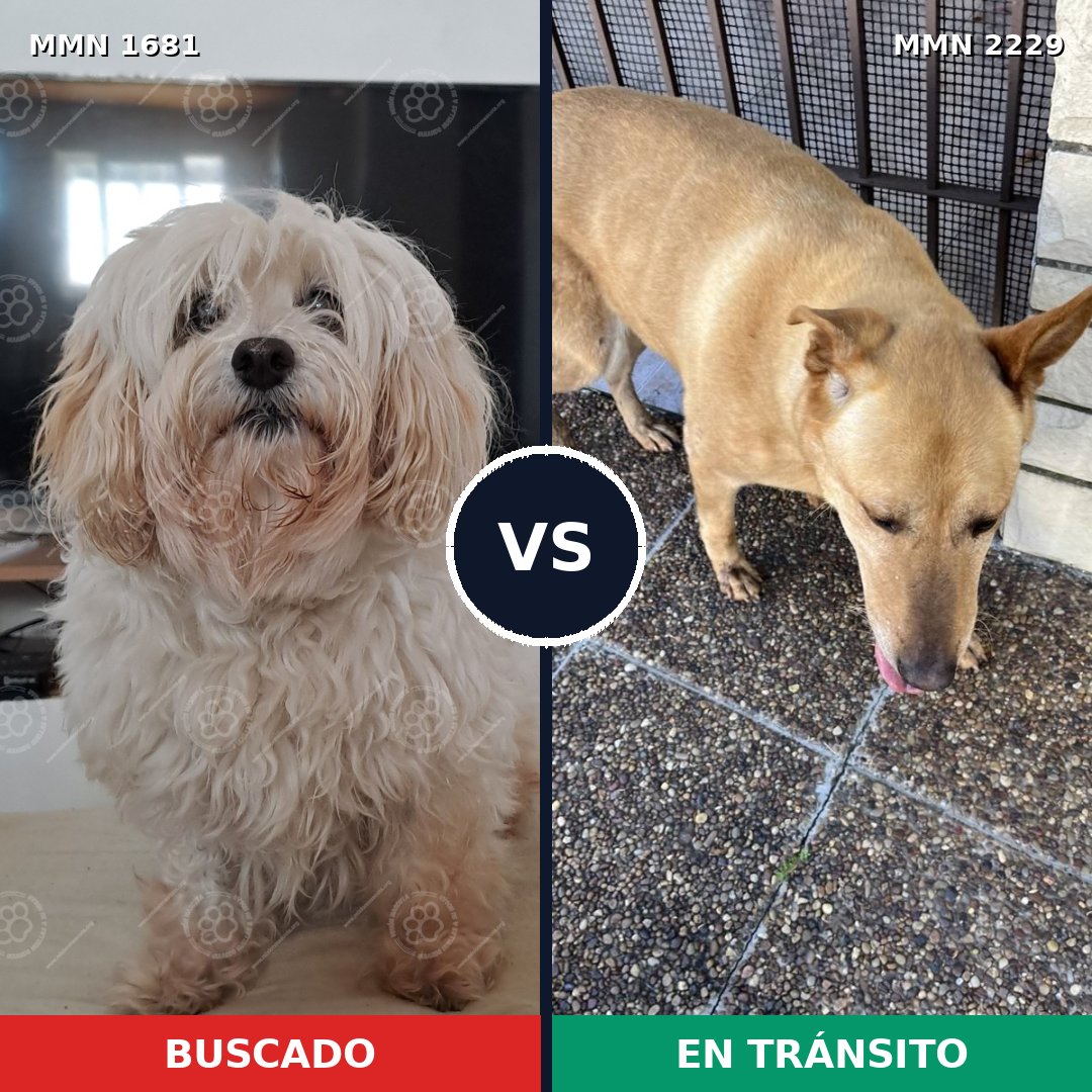 Comparativa MMS 66876: mascota perdida y mascota encontrada, 24% de similitud