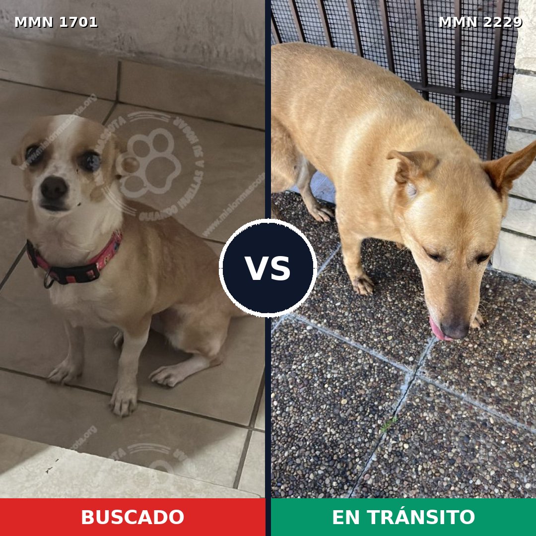 Comparativa MMS 66878: mascota perdida y mascota encontrada, 24% de similitud