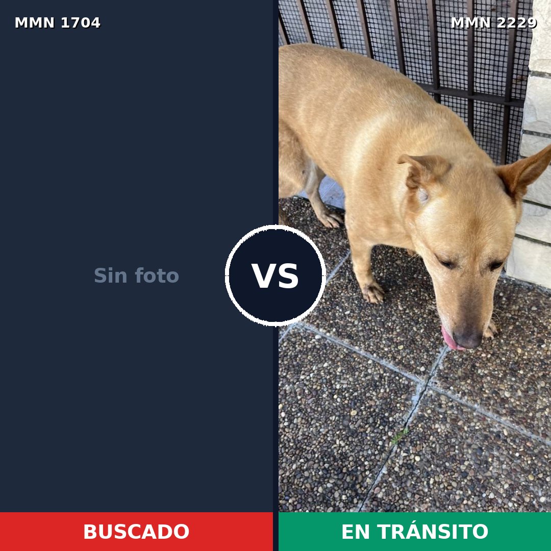 Comparativa MMS 66879: mascota perdida y mascota encontrada, 33% de similitud