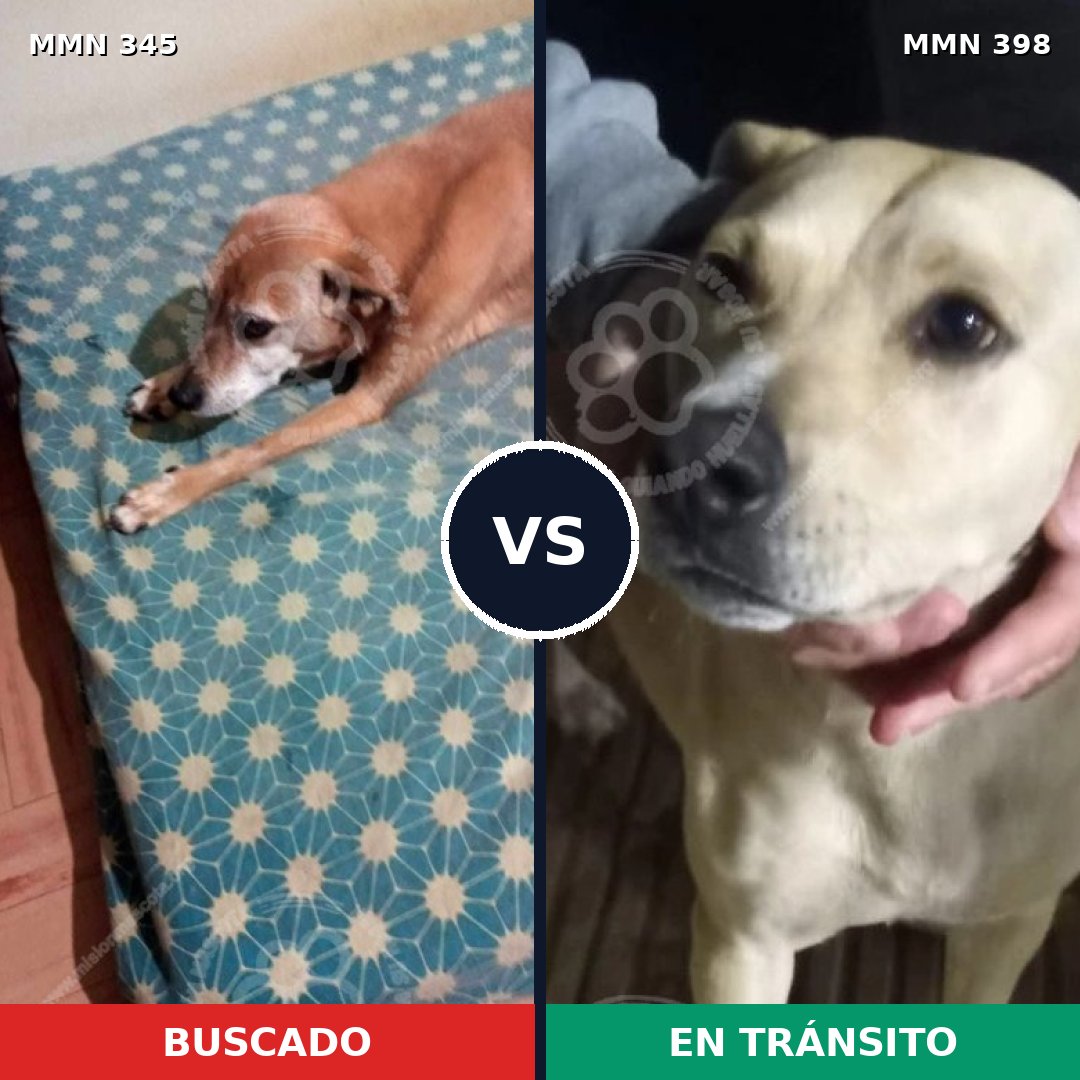 Comparativa MMS 6688: mascota perdida y mascota encontrada, 63% de similitud
