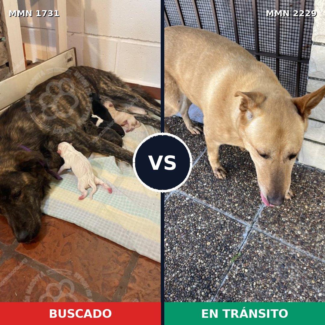 Comparativa MMS 66881: mascota perdida y mascota encontrada, 48% de similitud