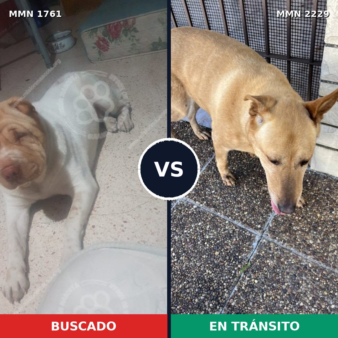 Comparativa MMS 66882: mascota perdida y mascota encontrada, 56% de similitud