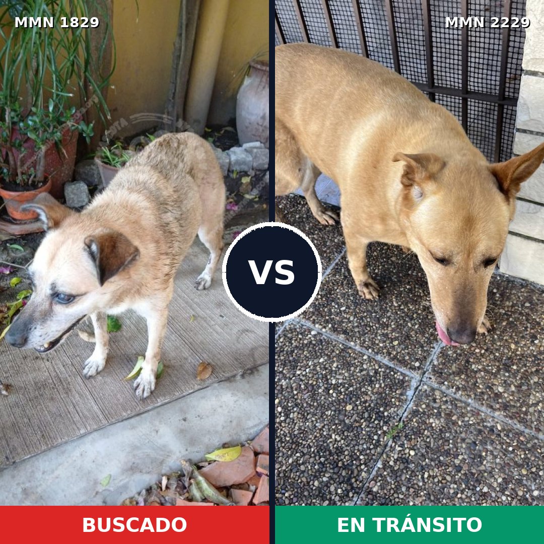 Comparativa MMS 66883: mascota perdida y mascota encontrada, 61% de similitud
