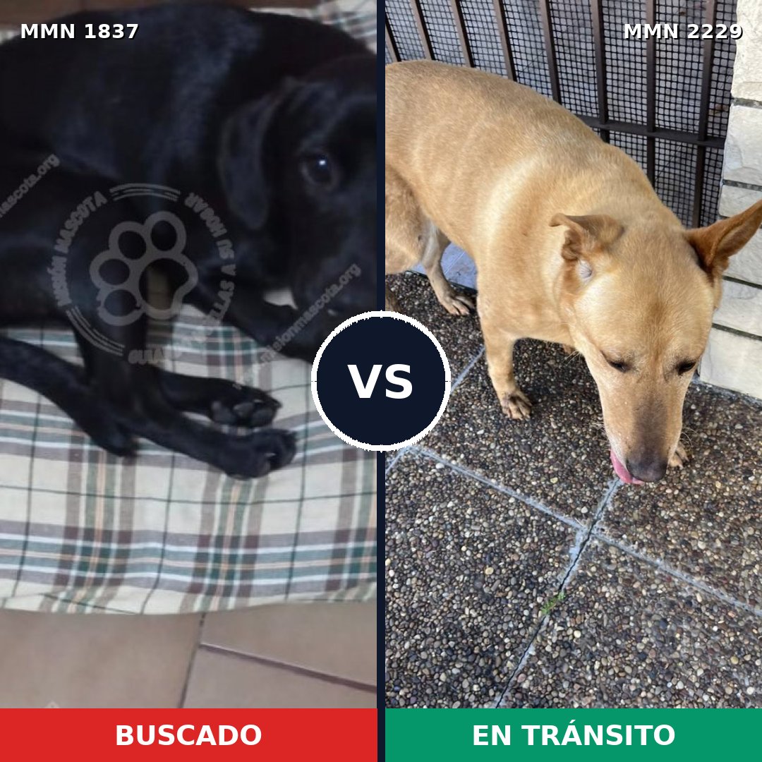 Comparativa MMS 66884: mascota perdida y mascota encontrada, 50% de similitud