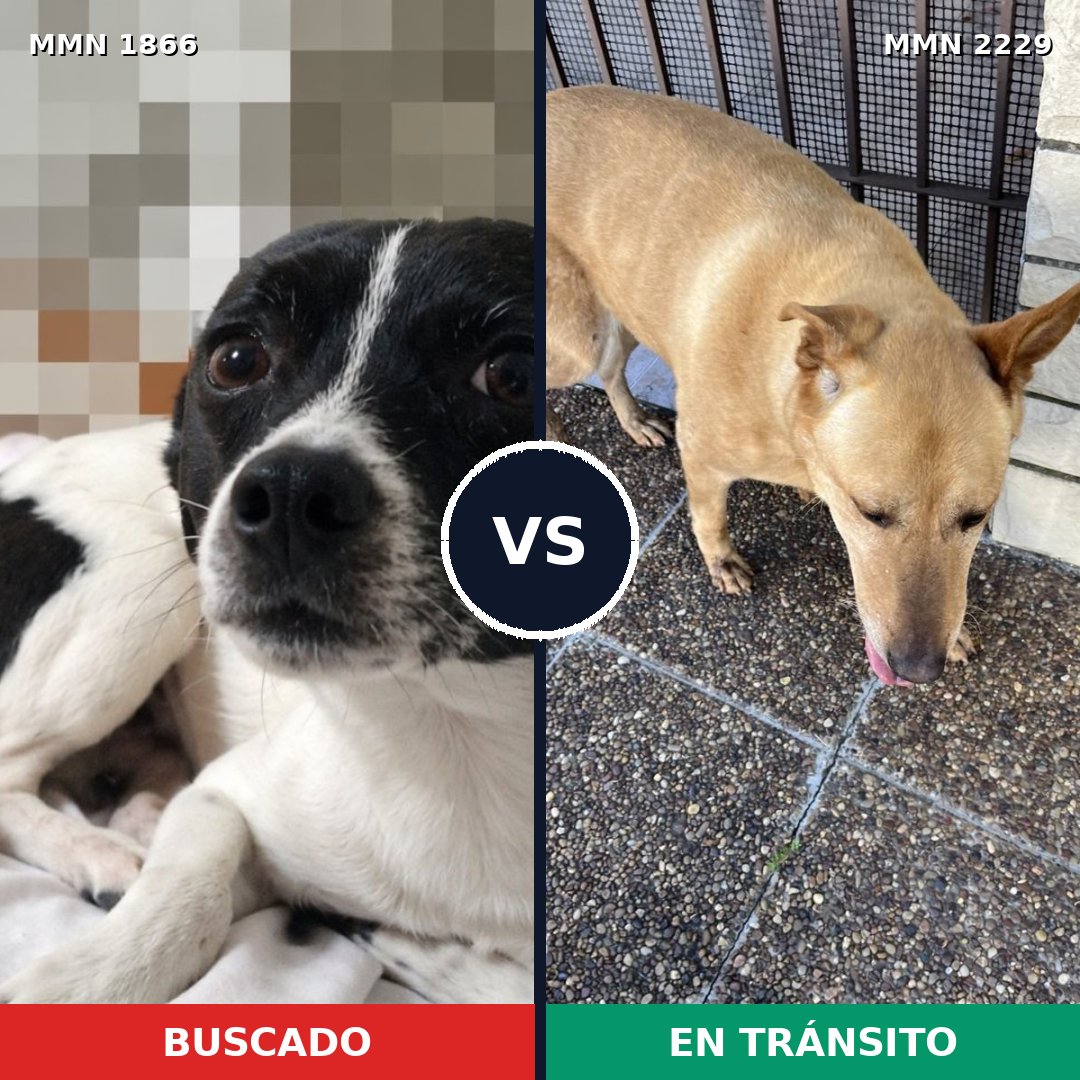 Comparativa MMS 66885: mascota perdida y mascota encontrada, 50% de similitud