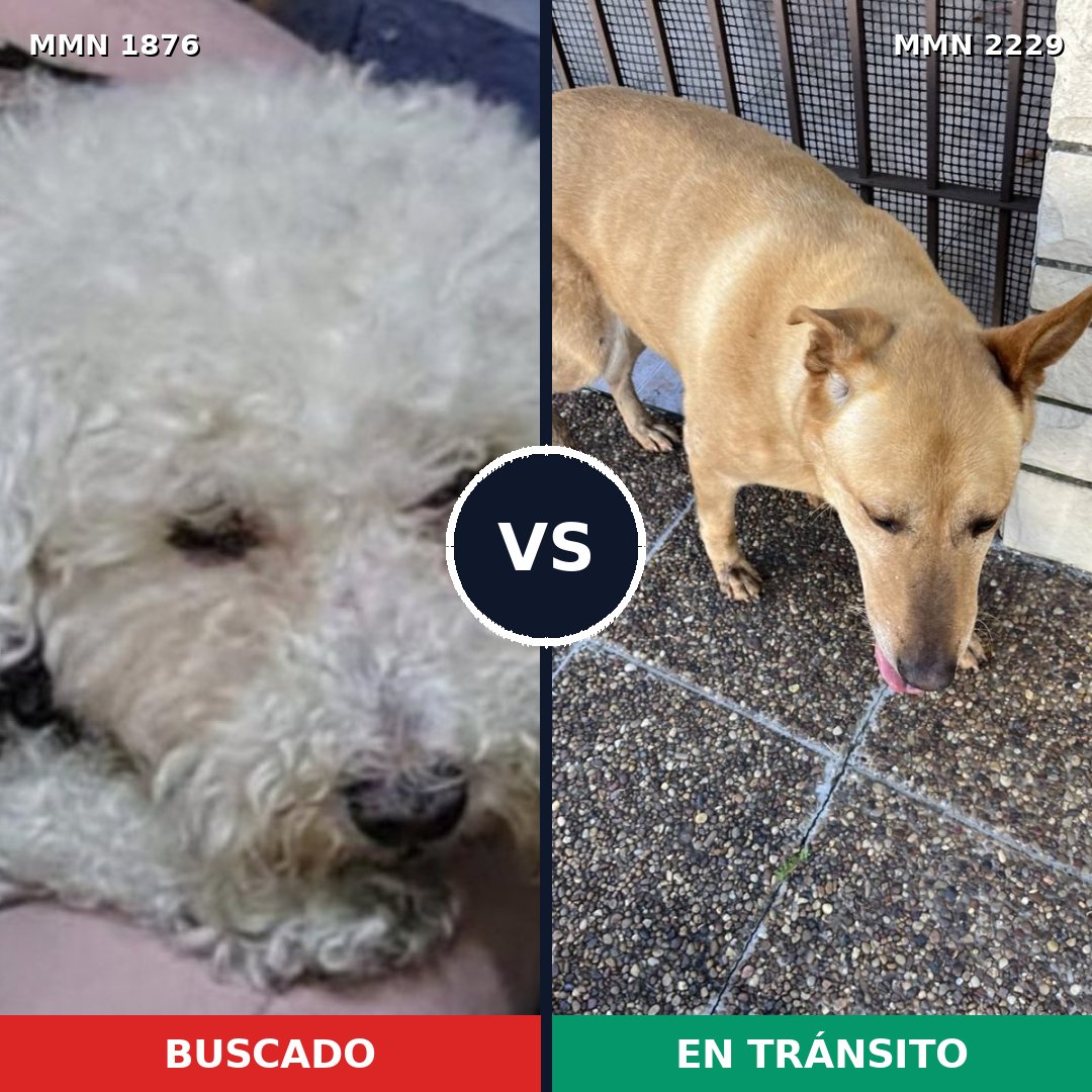 Comparativa MMS 66886: mascota perdida y mascota encontrada, 24% de similitud