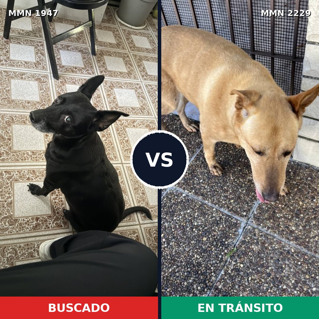 Comparativa MMS 66888: mascota perdida y mascota encontrada, 50% de similitud