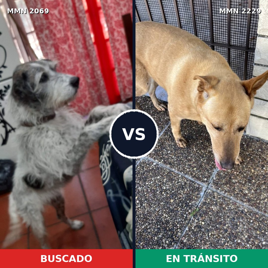 Comparativa MMS 66889: mascota perdida y mascota encontrada, 58% de similitud