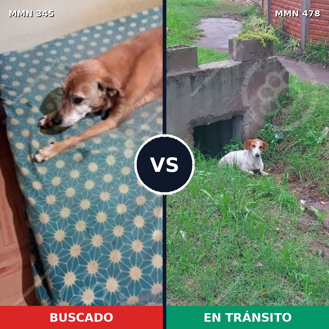 Comparativa MMS 6689: mascota perdida y mascota encontrada, 68% de similitud