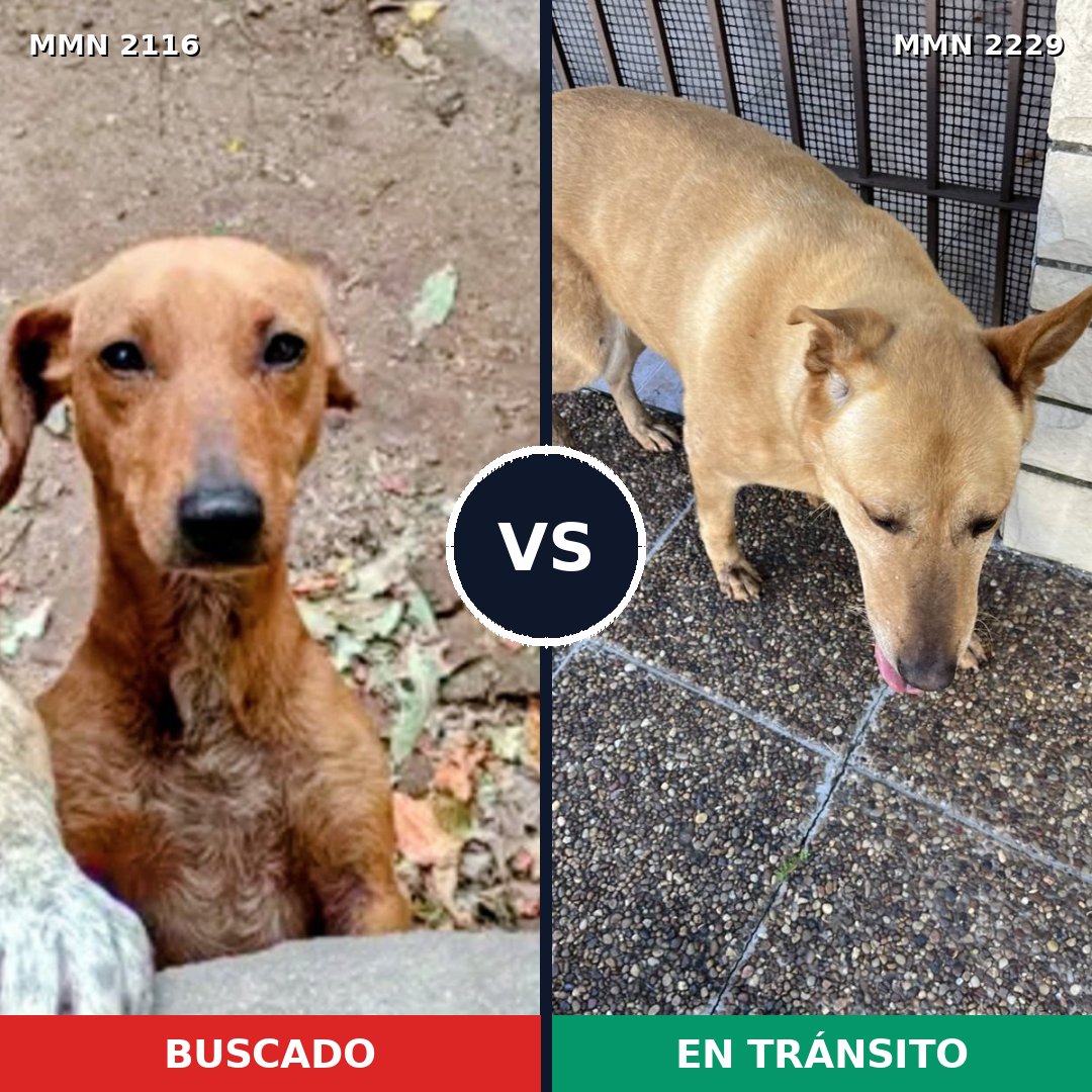 Comparativa MMS 66890: mascota perdida y mascota encontrada, 34% de similitud