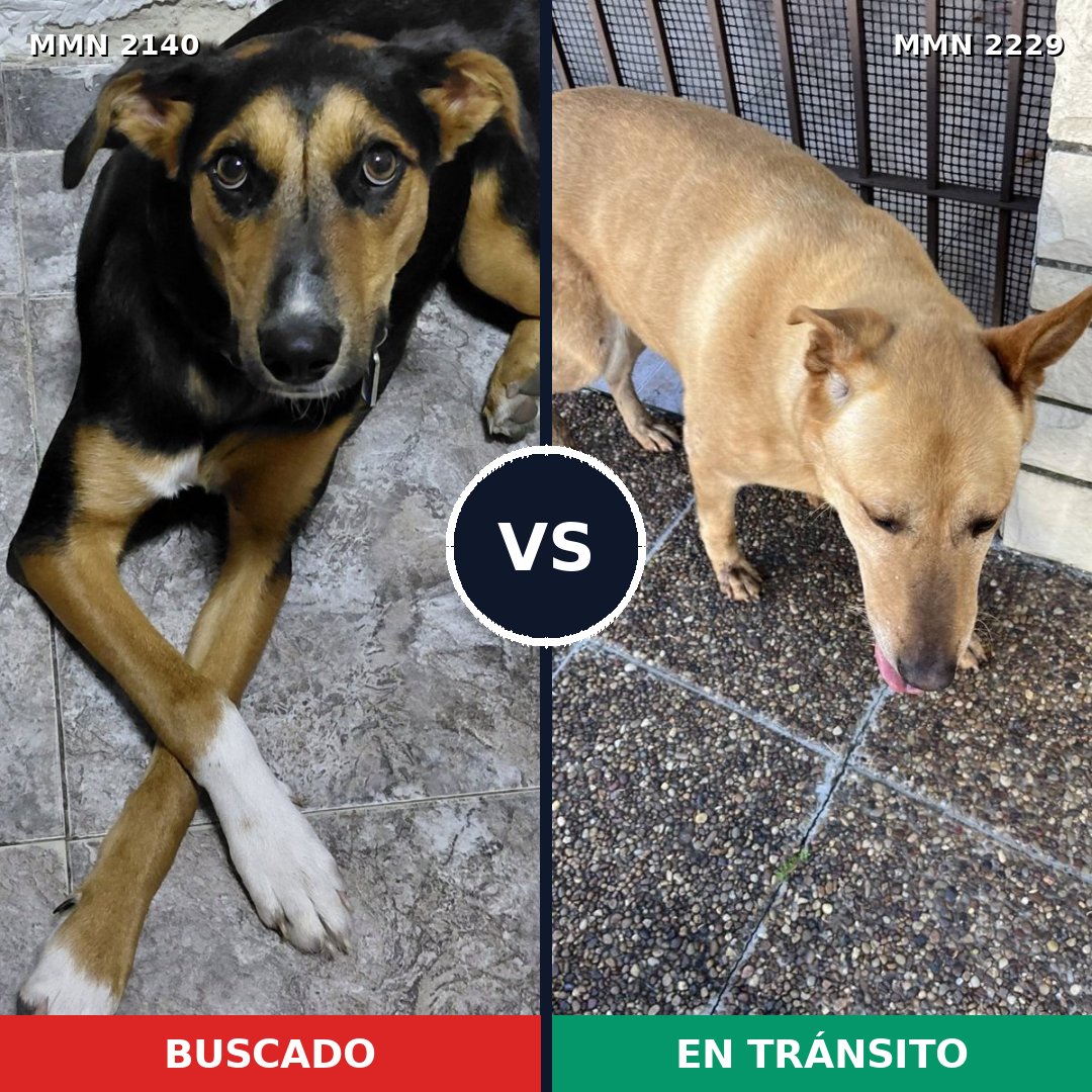 Comparativa MMS 66892: mascota perdida y mascota encontrada, 61% de similitud
