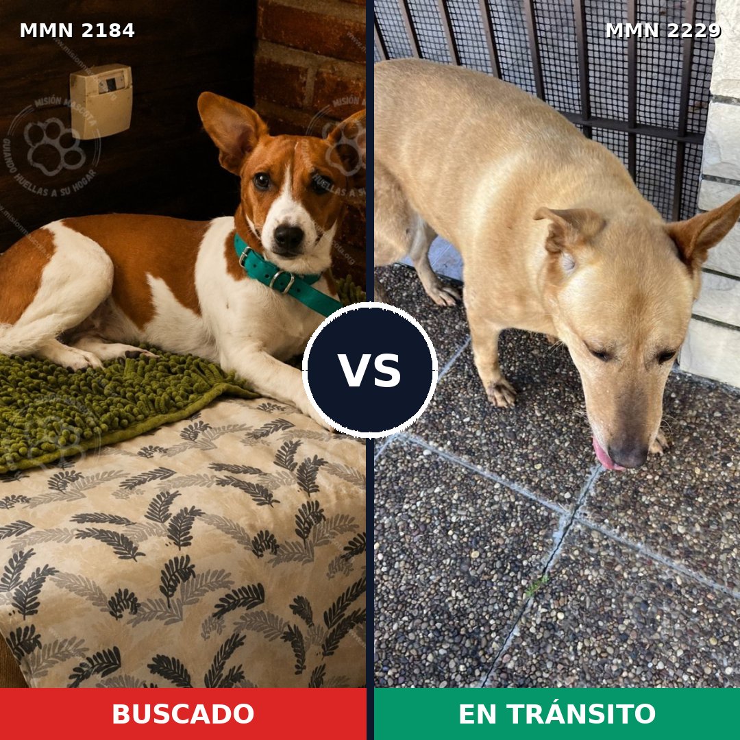 Comparativa MMS 66894: mascota perdida y mascota encontrada, 22% de similitud