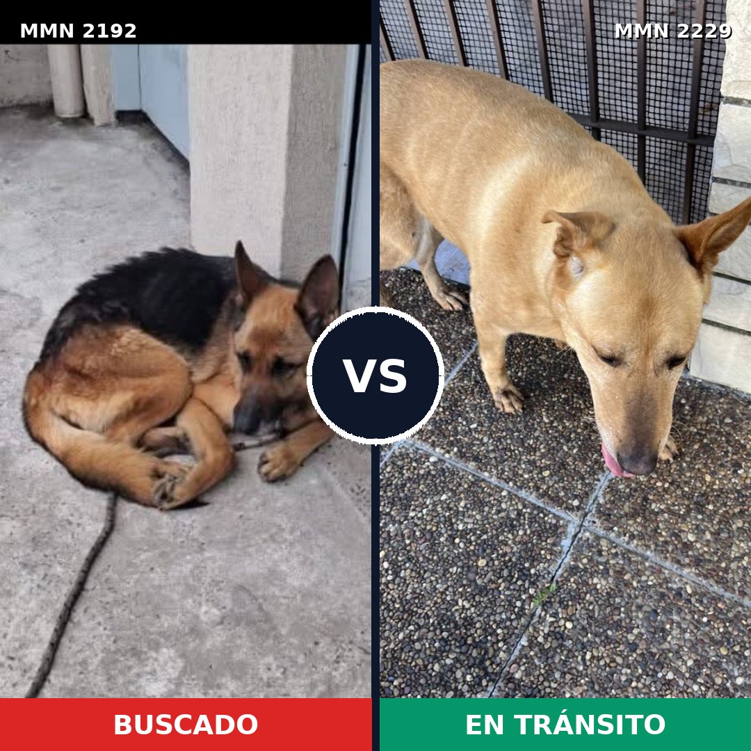 Comparativa MMS 66896: mascota perdida y mascota encontrada, 57% de similitud