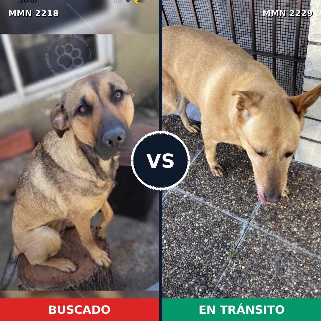 Comparativa MMS 66898: mascota perdida y mascota encontrada, 83% de similitud