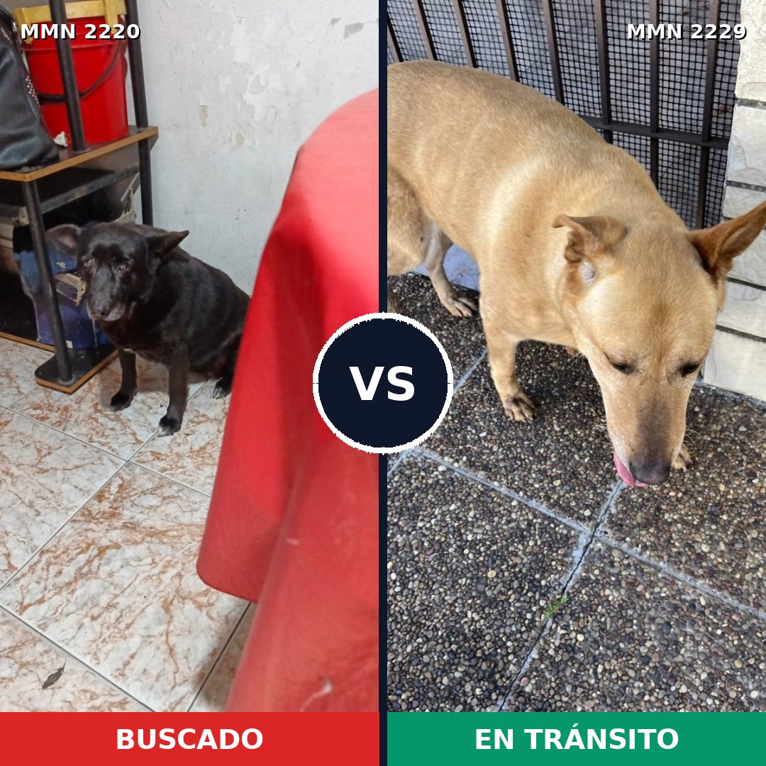 Comparativa MMS 66899: mascota perdida y mascota encontrada, 63% de similitud