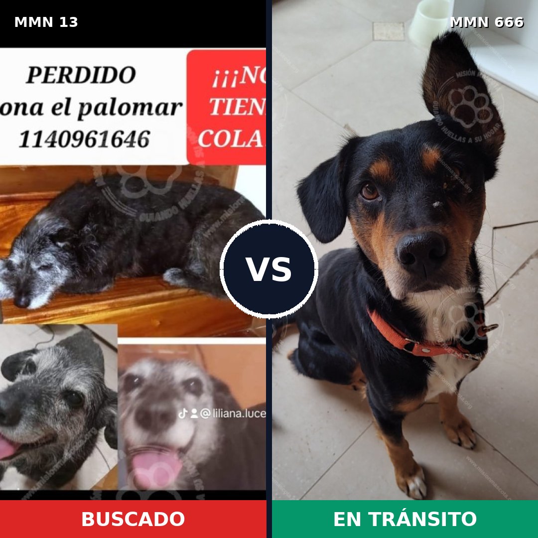 Comparativa MMS 669: mascota perdida y mascota encontrada, 54% de similitud