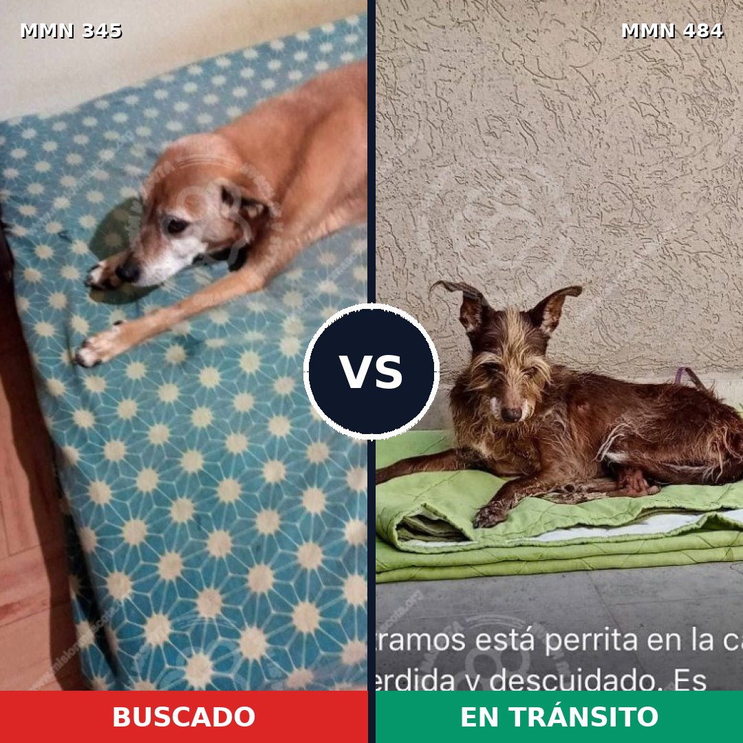 Comparativa MMS 6690: mascota perdida y mascota encontrada, 57% de similitud