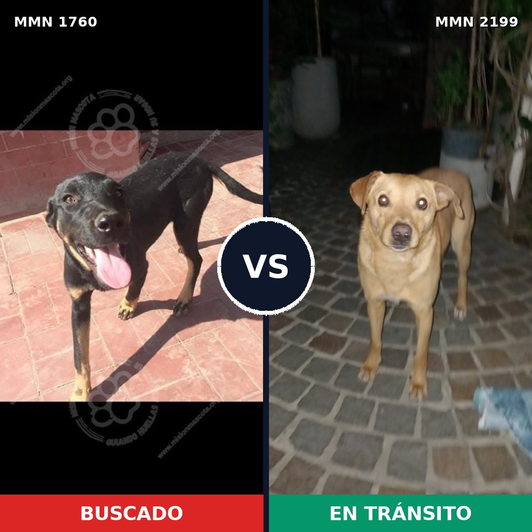 Comparativa MMS 66901: mascota perdida y mascota encontrada, 59% de similitud