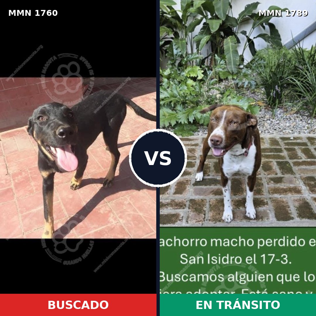 Comparativa MMS 66902: mascota perdida y mascota encontrada, 22% de similitud
