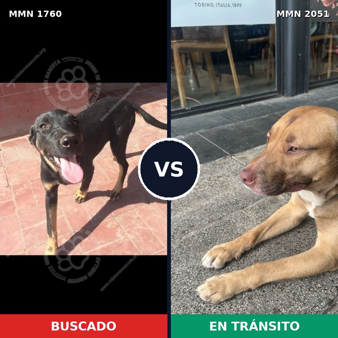 Comparativa MMS 66903: mascota perdida y mascota encontrada, 58% de similitud