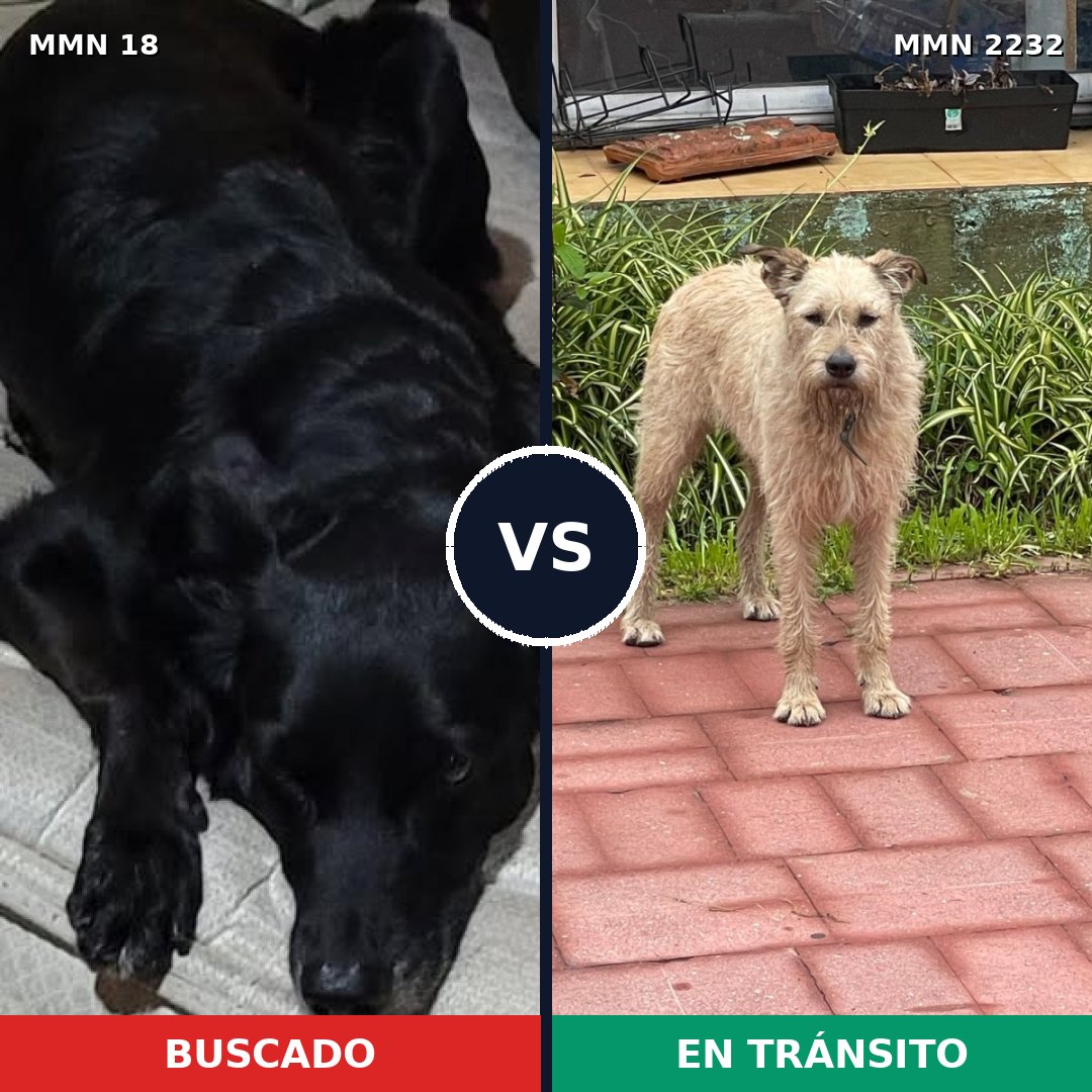 Comparativa MMS 66904: mascota perdida y mascota encontrada, 55% de similitud