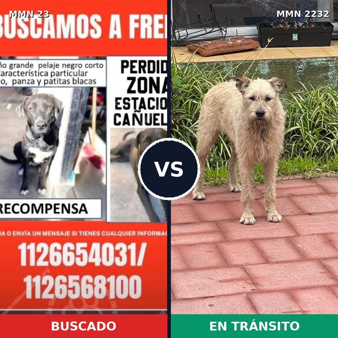 Comparativa MMS 66906: mascota perdida y mascota encontrada, 55% de similitud