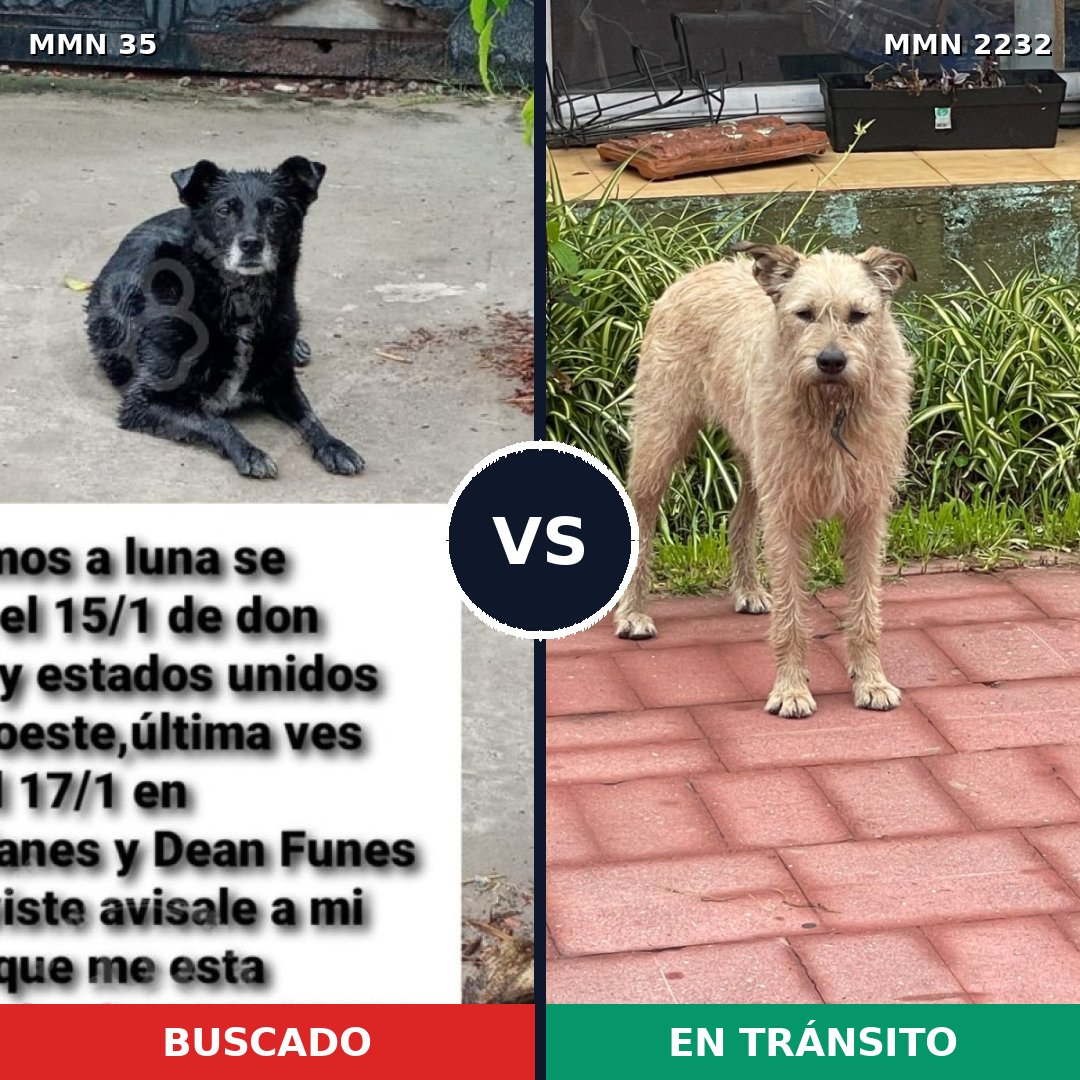 Comparativa MMS 66909: mascota perdida y mascota encontrada, 56% de similitud