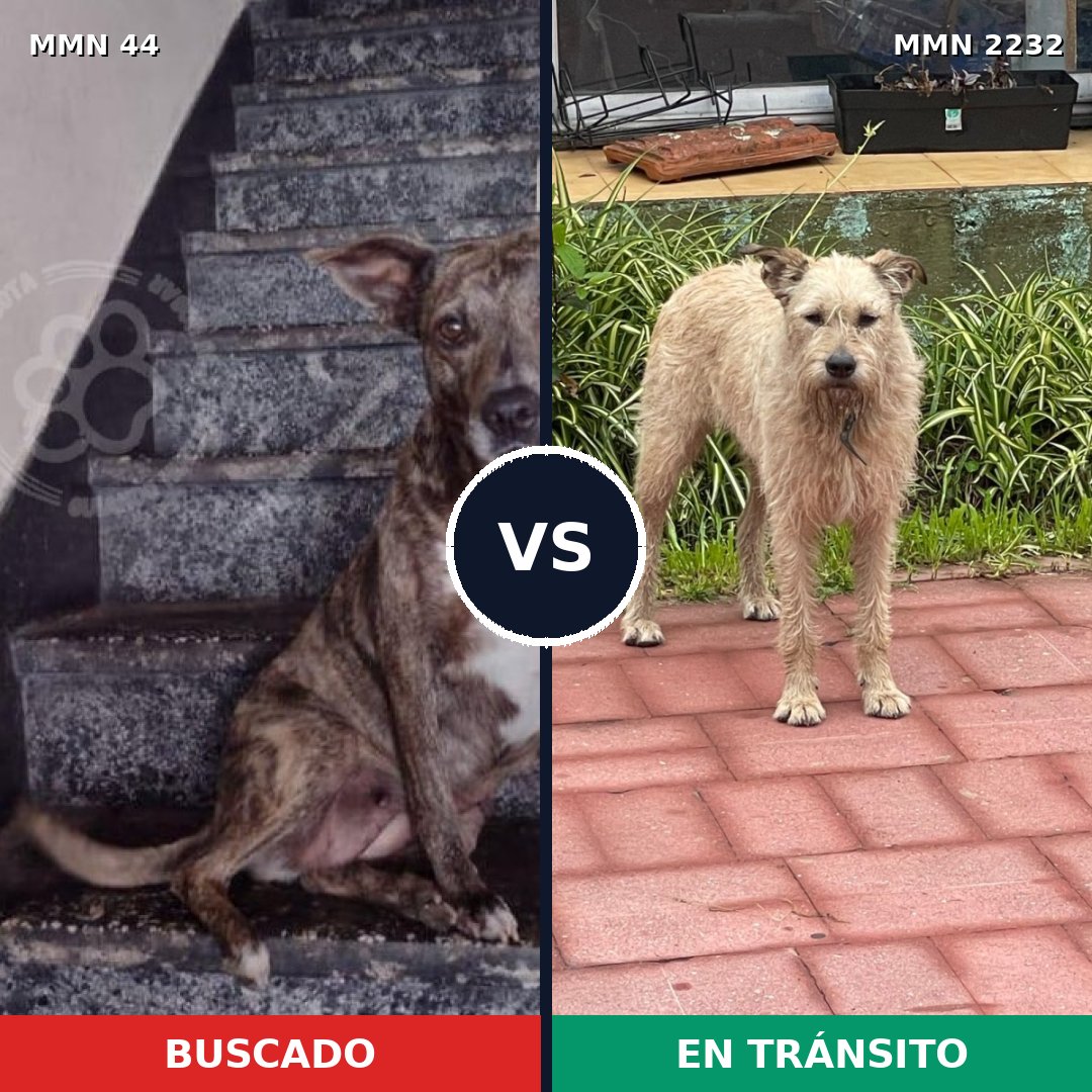 Comparativa MMS 66910: mascota perdida y mascota encontrada, 52% de similitud
