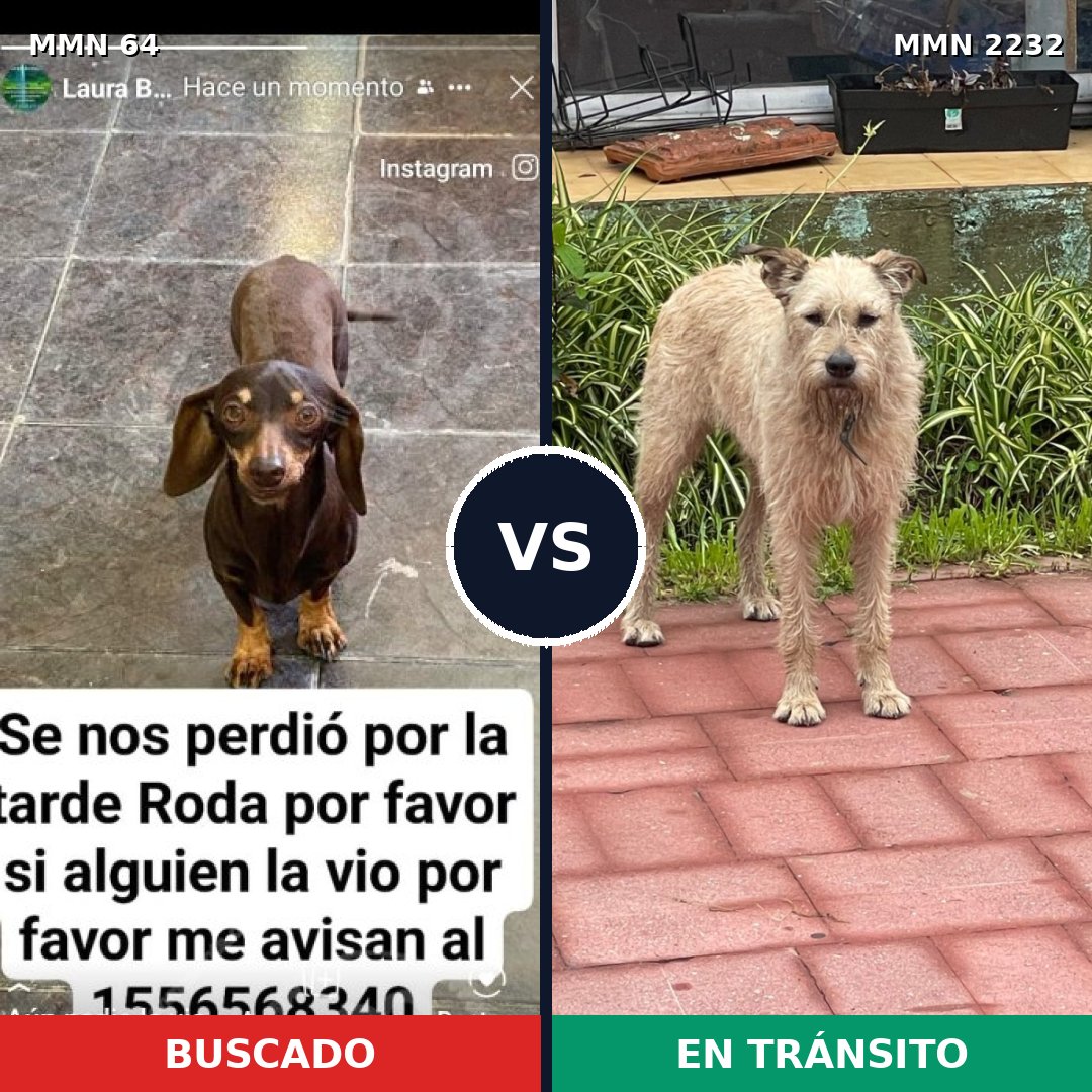 Comparativa MMS 66913: mascota perdida y mascota encontrada, 27% de similitud