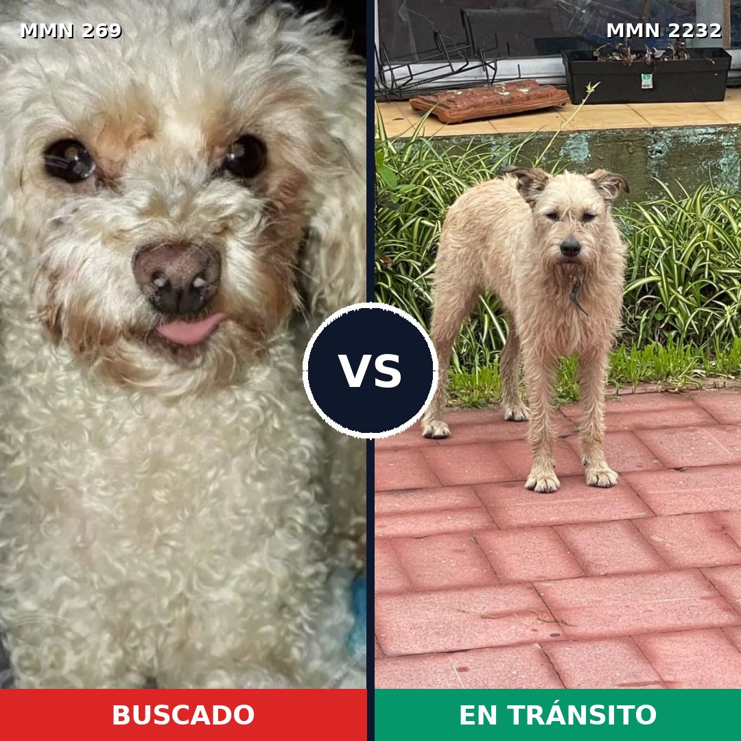 Comparativa MMS 66916: mascota perdida y mascota encontrada, 30% de similitud